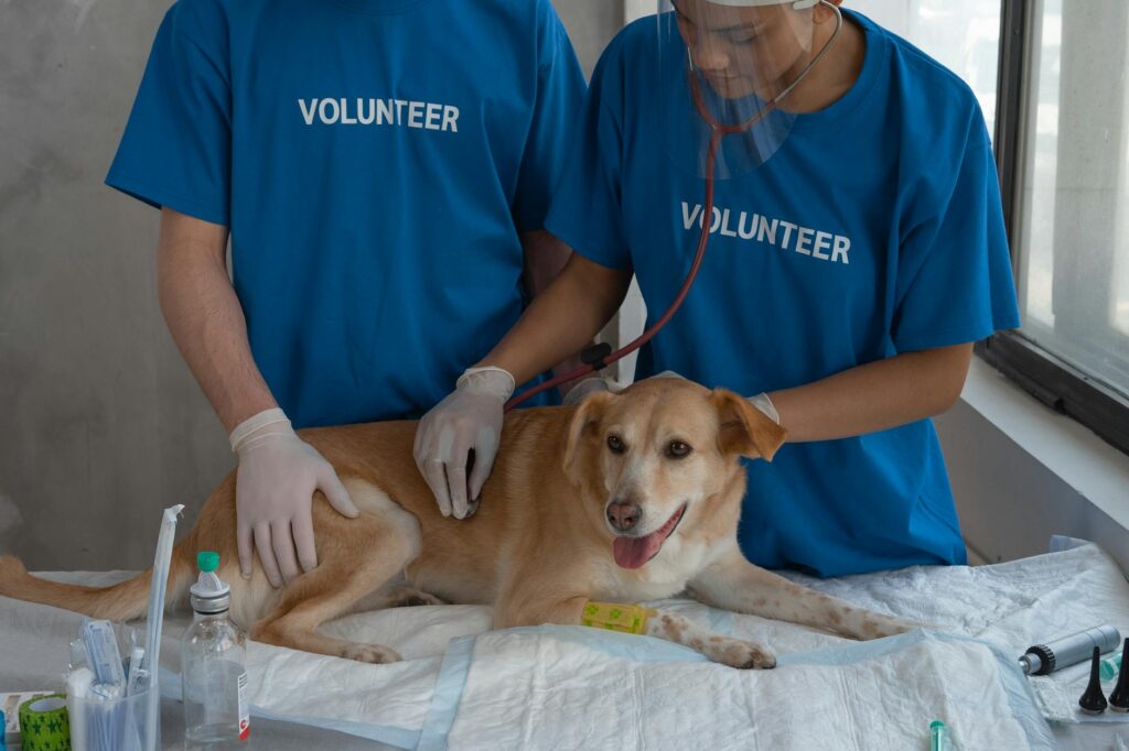 a volunteer checking the dog