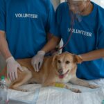 動物病院開業ガイドと支援サービス